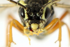 Aglaostigma fulvipes