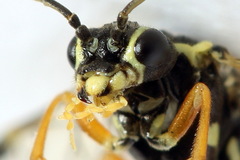 Aglaostigma fulvipes