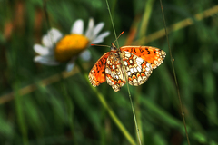 Melitaea athalia