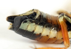 Aglaostigma fulvipes