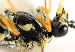 Aglaostigma fulvipes