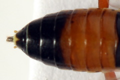 Aglaostigma fulvipes