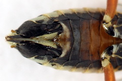 Aglaostigma fulvipes