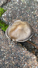 Agaricales