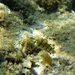 Amblygobius phalaena