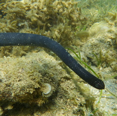 Emydocephalus annulatus