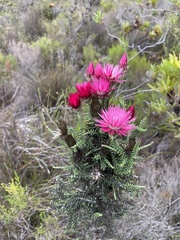 Phaenocoma prolifera