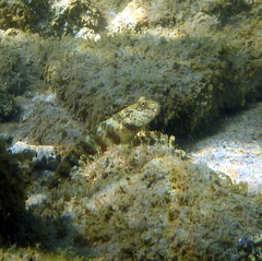 Cryptocentrus leptocephalus