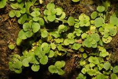 Chrysosplenium oppositifolium