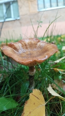 Paxillus involutus