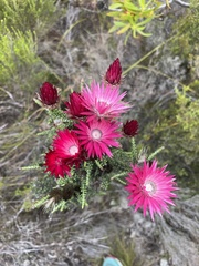 Phaenocoma prolifera