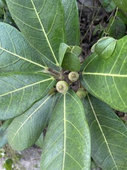 Ficus pedunculosa
