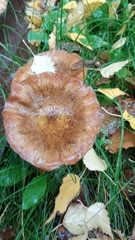 Paxillus involutus