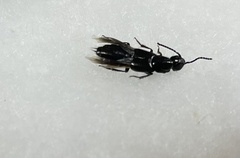 Staphylinini