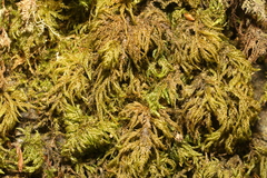 Thamnobryum alopecurum