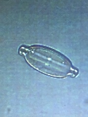 Naviculales