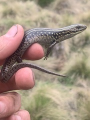 Eulamprus kosciuskoi