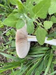 Melanoleuca