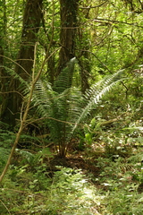 Dryopteris