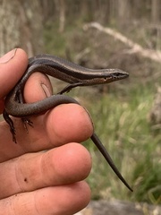 Acritoscincus platynotus