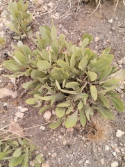 Searsia magalismontana magalismontana