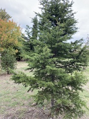 Cedrus libani