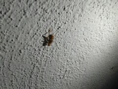 Gryllodes sigillatus