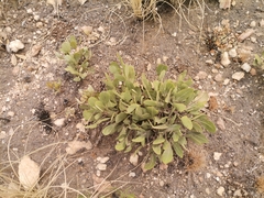 Searsia magalismontana magalismontana