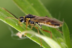 Aglaostigma fulvipes