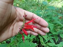 Salvia elegans