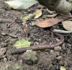 Lumbricus terrestris