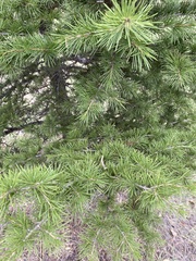 Cedrus libani