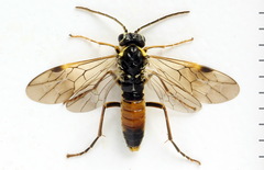 Aglaostigma fulvipes