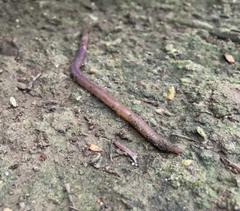 Lumbricus terrestris