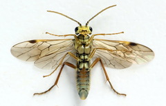 Aglaostigma fulvipes