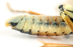 Aglaostigma fulvipes