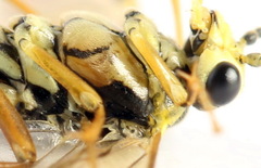 Aglaostigma fulvipes