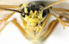 Aglaostigma fulvipes