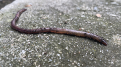 Lumbricus terrestris