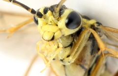 Aglaostigma fulvipes