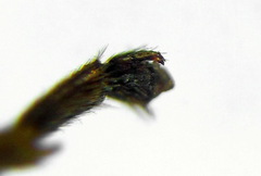 Aglaostigma fulvipes