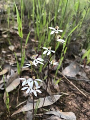 Caladenia cucullata