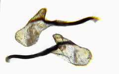 Aglaostigma fulvipes