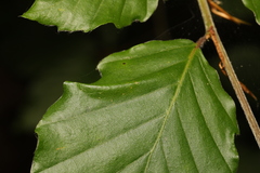 Phyllonorycter maestingella