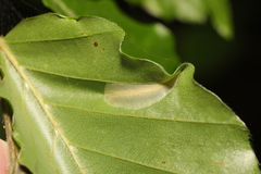 Phyllonorycter maestingella