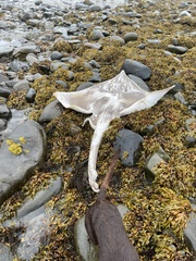 Dipturus intermedius