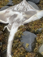 Dipturus intermedius