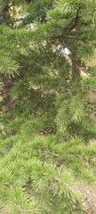 Cedrus