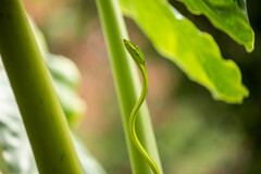 Ahaetulla prasina