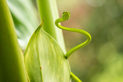 Ahaetulla prasina